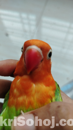 আনপেয়ারড ছয় মাস বয়সী লাভবার্ড।